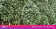 Huế: Bắt tạm giam giám đốc Ban Quản lý rừng phòng hộ Bắc sông Hương