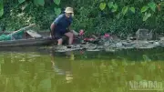 Huế: Người đàn ông 76 tuổi nhổ trộm hoa súng trên sông Ngự Hà bị xử phạt