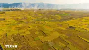 Điện Biên bình yên mùa vàng nơi lòng chảo Mường Thanh