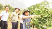 Điện Biên đẩy mạnh khuyến nông, nâng cao hiệu quả sản xuất nông nghiệp