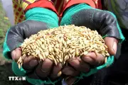 Indonesia ghi nhận lượng dự trữ gạo cao nhất lịch sử