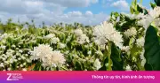 Điều kiện khắt khe để trồng cà phê tại các đồn điền