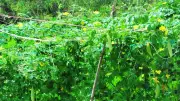 Ký ức tuổi thơ bên giàn mướp đầy nắng và hương hoa