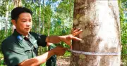 Kỳ nam - loại gỗ quý hiếm từng gây cơn sốt tìm kiếm trong rừng