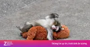 Khỉ Punch nổi tiếng từng bị mẹ bỏ rơi nay ra sao sau khi gây sốt mạng?