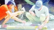 Khởi nghiệp với ong dú không ngòi đốt trong ống tre ở Cà Mau