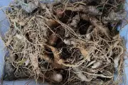Khởi tố 13 đối tượng nhổ trộm 250 cây sâm Ngọc Linh tại Quảng Ngãi