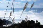 Khám phá cao nguyên Sin Hồ, Sapa thứ hai của vùng Tây Bắc