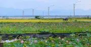 Khám phá hồ sen rực rỡ trên QL49B dịp lễ 30.4-1.5 tại Huế