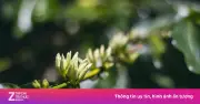 Khám phá hành trình kỳ thú từ hạt cà phê đến tách cà phê thơm ngon