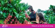 Khám phá điều kiện lý tưởng để trồng cà phê từ sách mới