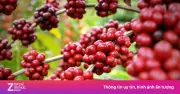 Khám phá điều kiện lý tưởng để trồng cà phê: Từ thổ nhưỡng đến khí hậu