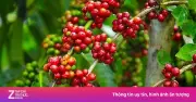 Khám phá điều kiện lý tưởng để trồng cà phê ở vùng nhiệt đới