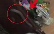 Khoảnh khắc thót tim: Cụ bà đối mặt rắn lớn ngay trước cửa nhà