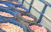Kinh hãi gần 2 tấn xương chân gà bốc mùi hôi thối được người đàn ông vận chuyển đi bán