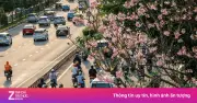 Kèn hồng bất ngờ nở rộ trở lại ở TP.HCM giữa tháng 5