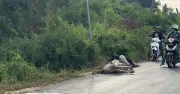 Lý do tiêu hủy toàn bộ 10 con đà điểu phát hiện trên quốc lộ