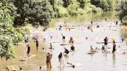 Lễ hội đánh cá suối truyền thống xã Toàn Thắng: Nét văn hóa Mường độc đáo