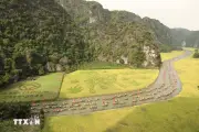 Lễ hội sắc vàng Tam Cốc đậm đà bản sắc văn hóa nông nghiệp