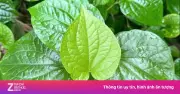 Lá lốt: Loại gia vị mọc khắp Việt Nam có nhiều công dụng chữa bệnh
