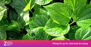 Lá lốt: Vị thuốc thơm nức mũi, không trồng vẫn mọc um tùm