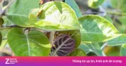 Lá mơ lông: Loại lá quen thuộc ở Việt Nam, dùng thường xuyên bổ chẳng kém nhâm sâm
