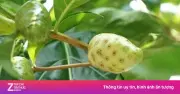 Lá nhàu chữa bệnh gì? Có ăn sống được không? Công dụng và lưu ý