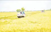 Lúa phát thải thấp: Nông dân chờ giá cao hơn để đẩy mạnh chuyển đổi