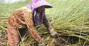 Lao động lớn tuổi bám trụ nghề cắt cỏ bàng giữa thời giá lao dốc