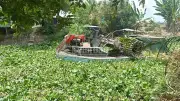 Lục bình phủ kín kênh rạch Đồng Tháp, ghe tàu kẹt cứng