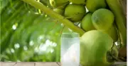 Lợi ích sức khỏe của nước dừa và những lưu ý khi uống