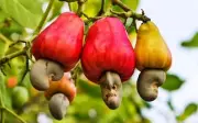 Lợi ích sức khỏe từ hạt điều và hạt mắc ca: Bí quyết làm đẹp da và bảo vệ tim mạch