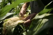 Lợi ích sức khỏe tuyệt vời của nước rau ngót bạn nên biết