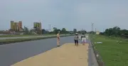 Lái xe qua đường phơi lúa, rơm rạ mùa gặt: Tài xế cần lưu ý gì?