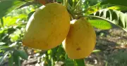 Lêkima từ quả dại thành đặc sản giá cao: Cơ hội mới cho nông sản Việt