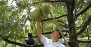 Lâm Đồng: 45.500 ha sầu riêng lớn nhất nước, áp lực kiểm nghiệm và quản lý mã số vùng trồng