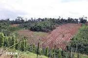 Lâm Đồng lấn chiếm hơn 1.800 ha đất lâm nghiệp