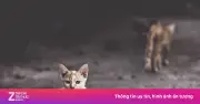 Lần đầu ghi nhận bằng chứng H5N1 lây từ mèo sang người tại Mỹ