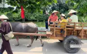 Làng cổ Đường Lâm hút khách với trải nghiệm du ngoạn bằng xe trâu