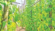 Làng trầu Long Sơn: Hồi sinh từ nét văn hóa tâm linh và nuôi cá bè