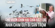 Lão nông 80 tuổi bất lực nhìn 'chim quý' ở vườn chim Hải Chia bị săn trộm