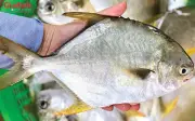 Loại cá bình dân giá rẻ bán đầy chợ Việt bổ ngang tổ yến