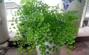 Loại cây hút bức xạ máy tính, thanh lọc không khí nơi làm việc