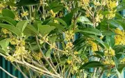 Loại cây quý như vàng hút tài lộc, bình an, gọi may mắn về nhà