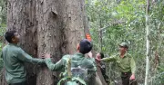 Loại gỗ quý hiếm có mùi thơm đặc biệt và giá trị bảo tồn cao