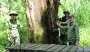 Loại gỗ quý hiếm nhất thế giới khiến giới khoa học tìm cách cứu, Việt Nam hiện còn 162 cây tự nhiên