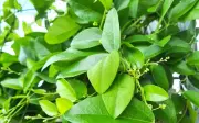 Loại lá trong làm cảnh nấu thành món giải nhiệt mát gan ngày hè