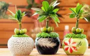 Lột xác góc làm việc với cây phong thủy vừa sang vừa chất