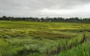 Mưa đá bất thường tại Hà Tĩnh gây thiệt hại nông nghiệp