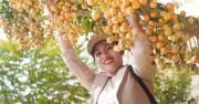 Mùa dâu chín trên núi Cấm – điểm đến hút du khách vùng Bảy Núi
